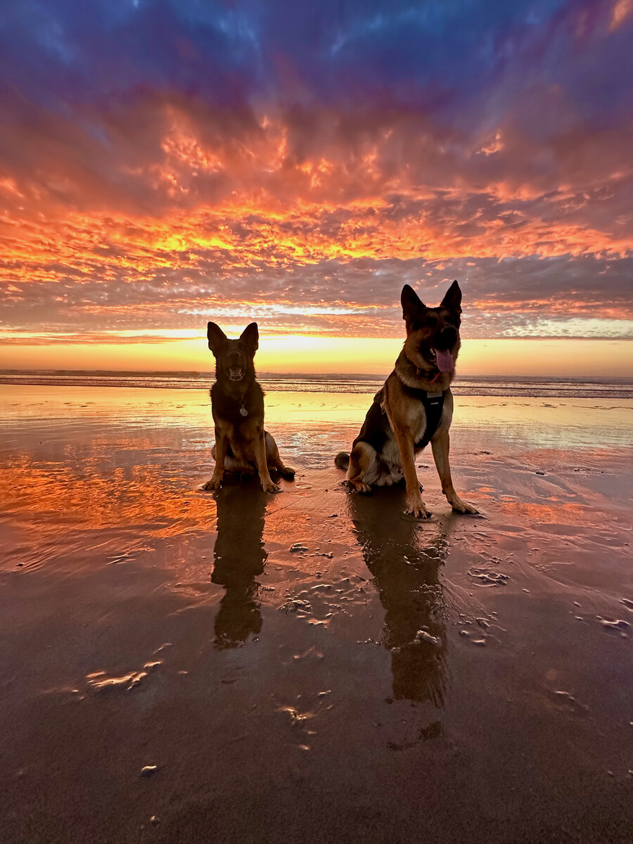 German Shepherds Henry and Mila at sunset on the beach